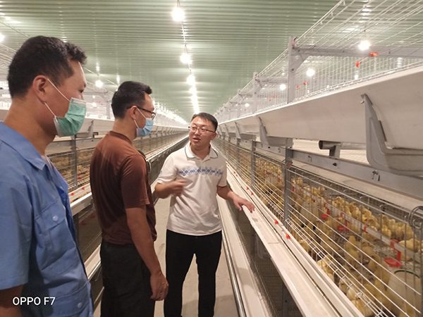 【海外精品工程】大牧人助力缅甸肉鸡笼养项目顺利投产！