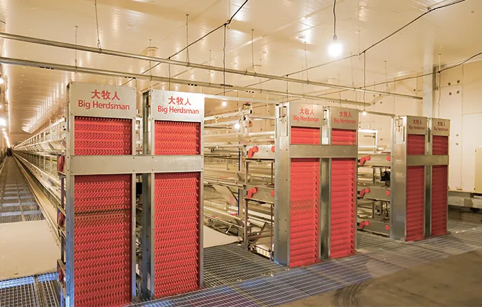 راعي كبير يجمع البيض في المنزل