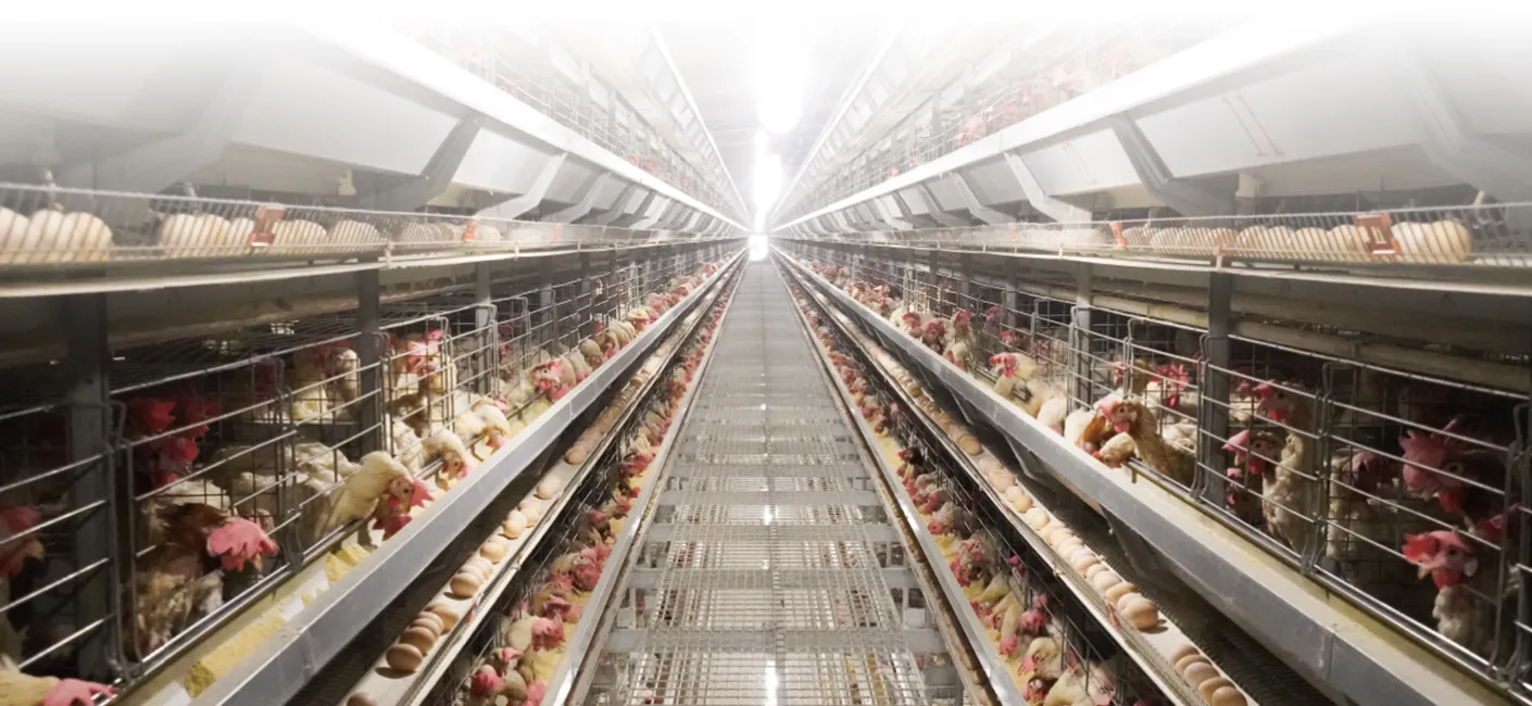 قفص طبقة الراعي الكبير