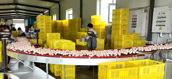 Yanbian Laiyi Animal Husbandry Breeding Limited Company Egg Production and Processing Base Project