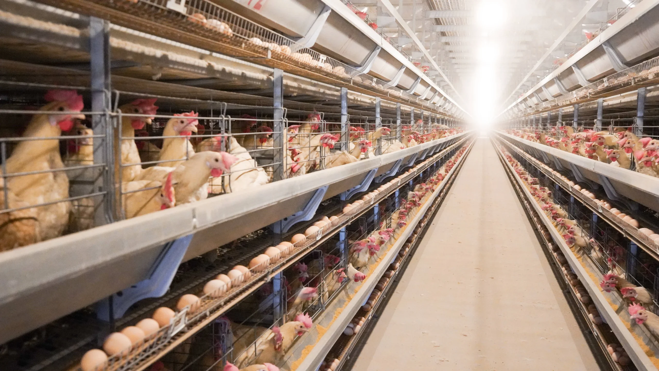 Egg Production
