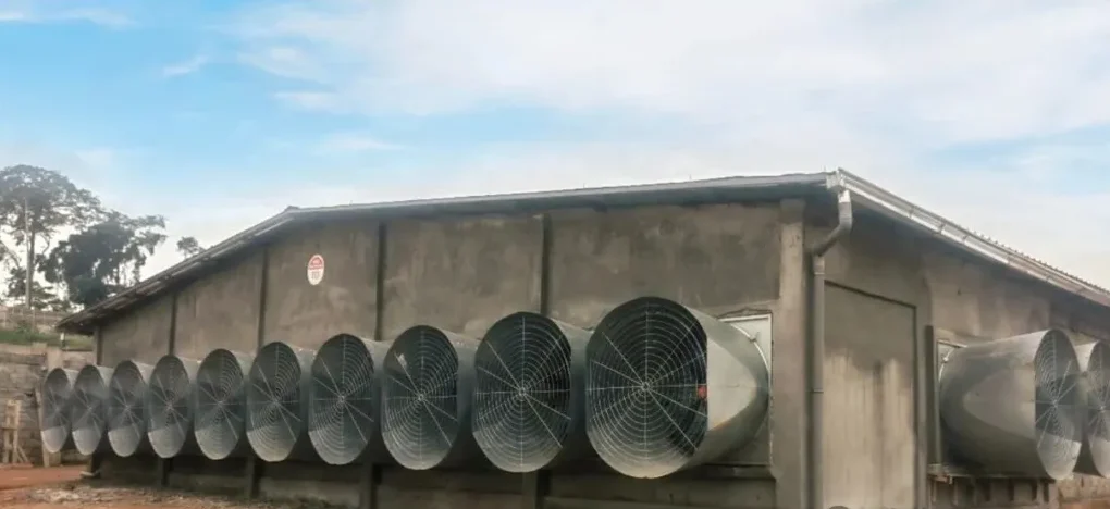 Большой пастух