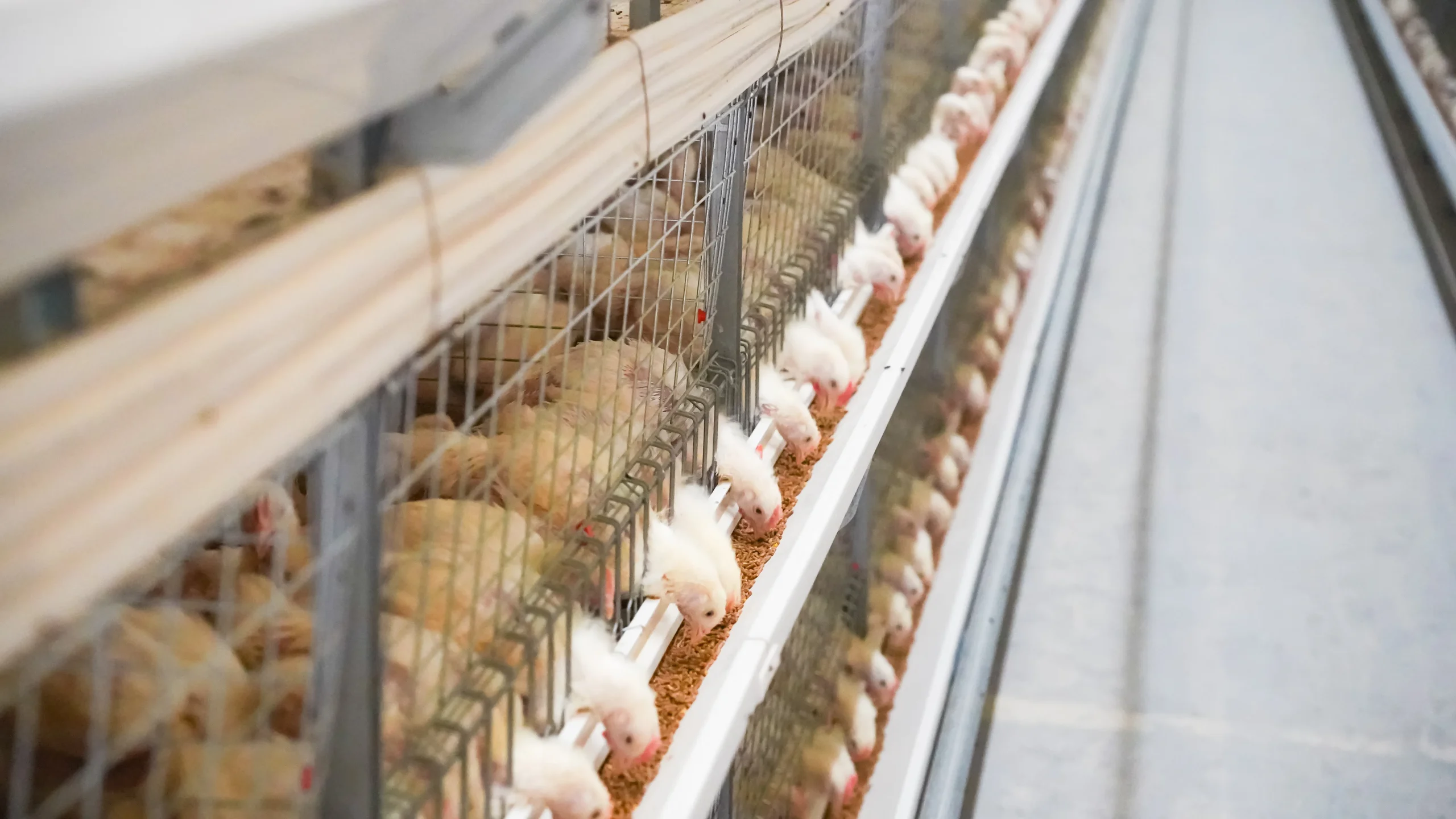 Клетка для бройлеров