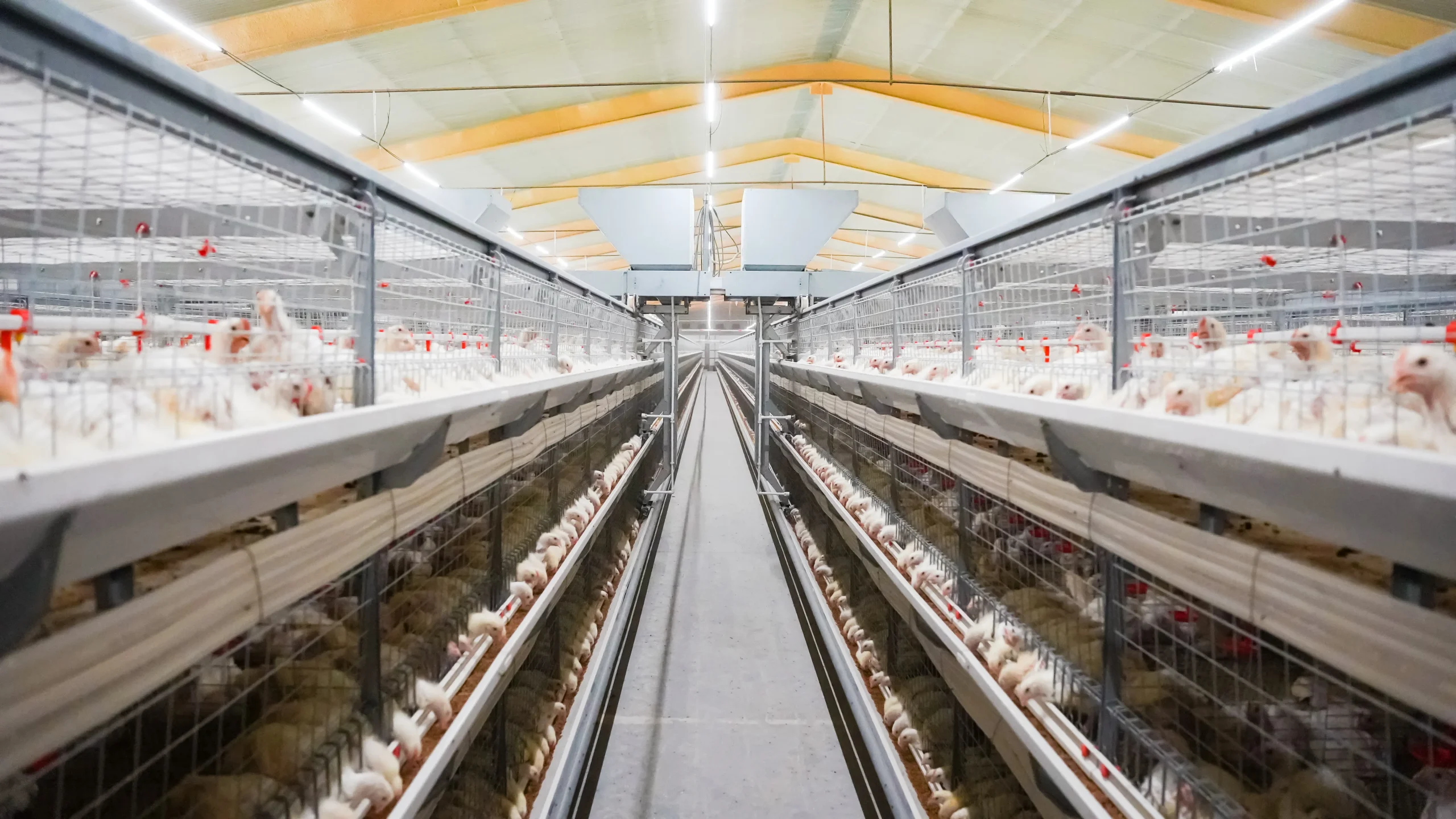 Клетка для бройлеров