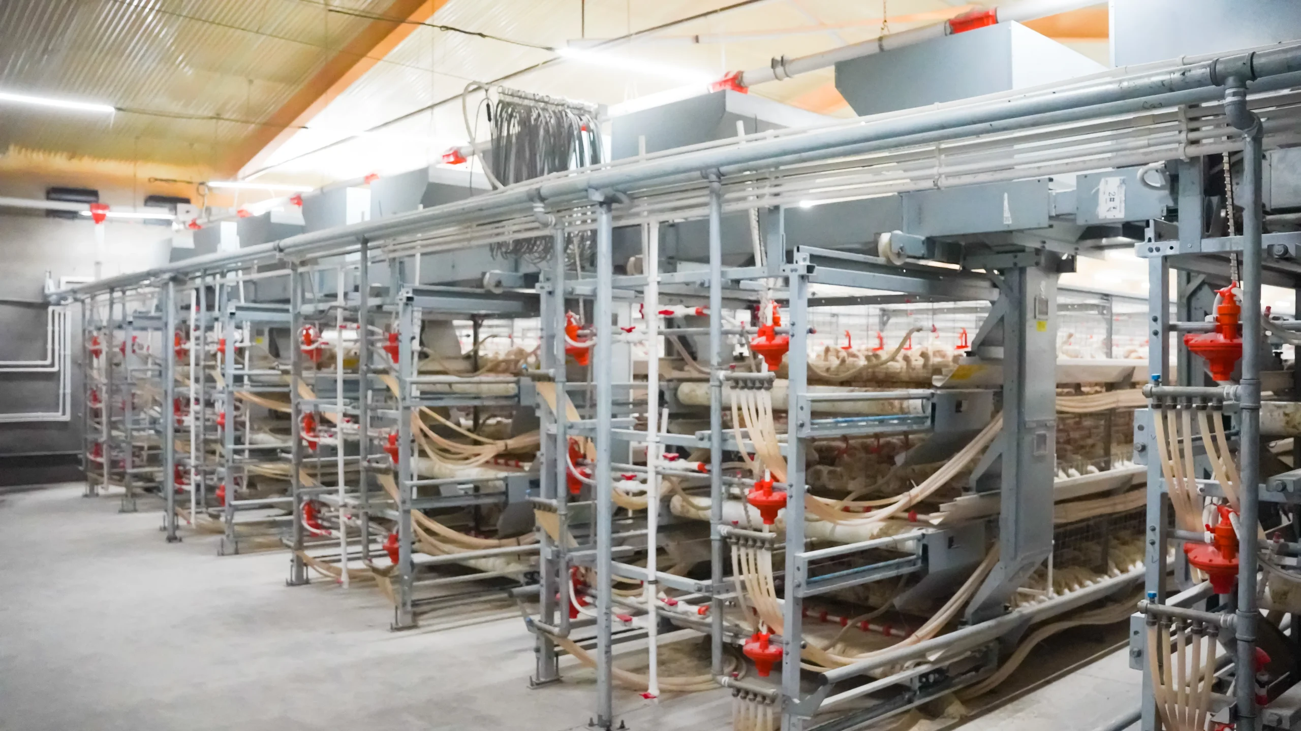 Клетка для бройлеров