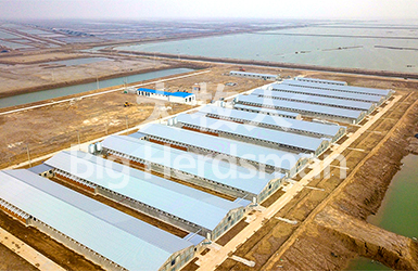 Dongying Wanfulai Breeding Co., LTD. Broiler cage Rearing phase I project