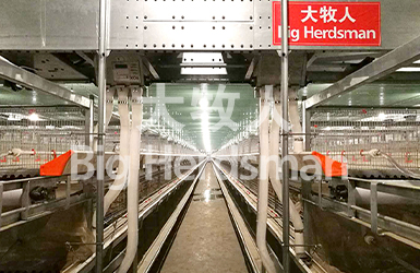 Myanmar broiler cage project goes into production successfully！