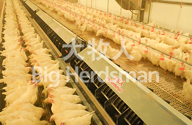 The big Herdsman auto-nest system—Hebei broiler project