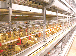 pullet cage
