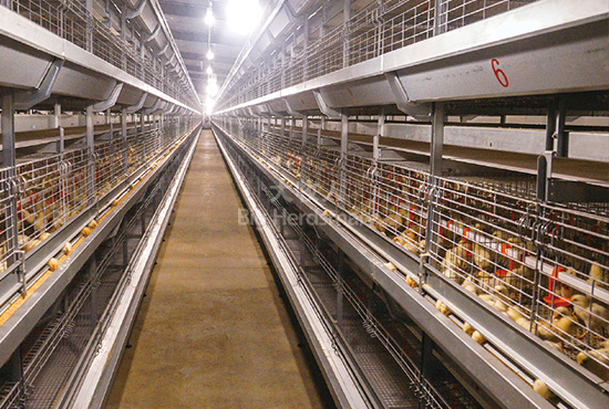 BH615 pullet cage