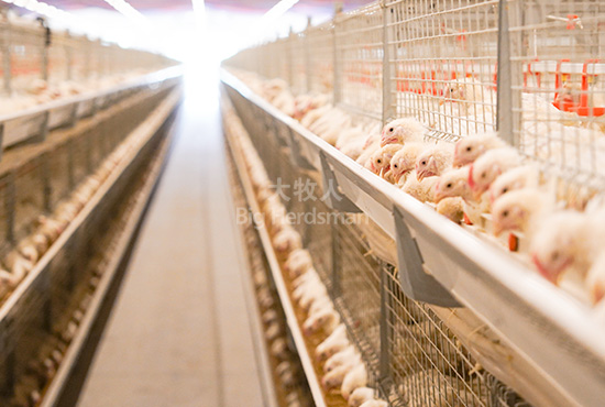 Broiler cage
