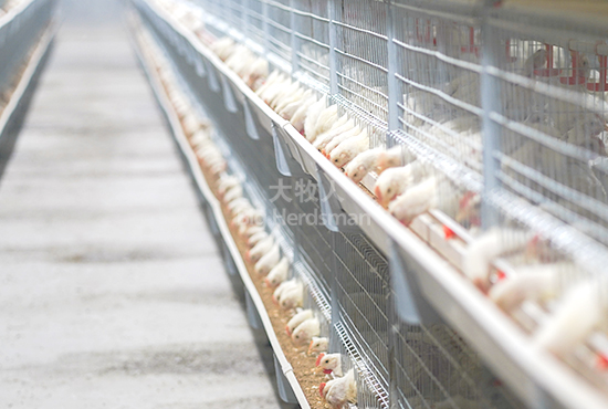 DSM125 double-sided feed trough laminated broiler cage system