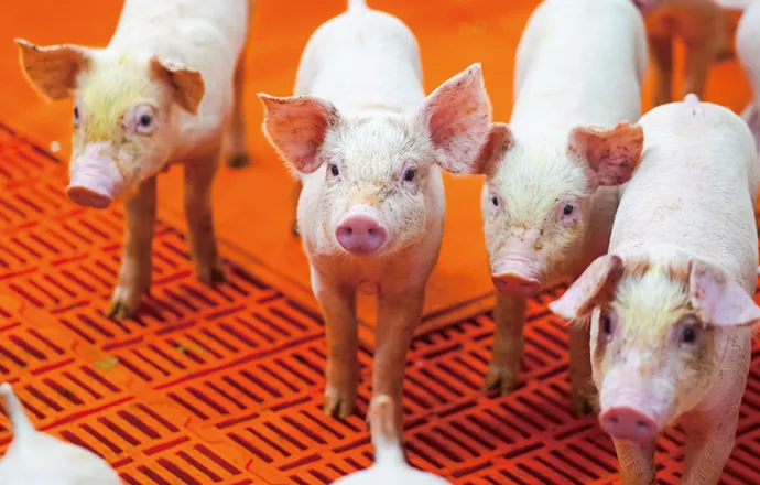 Система планок Big Herdsman