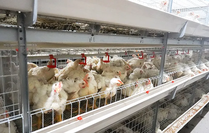 Big Herdsman Auto harvest cage system