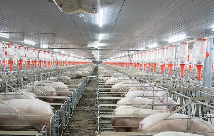 Система кормления Big Herdsman