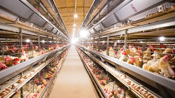 Big Herdsman 1 million embryo egg breeding project